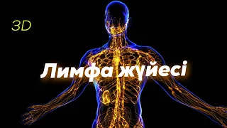 Лимфа жүйесі | Қызметі | Құрылысы | #лимфа #lymphaticsystem #Лимфажүйесі