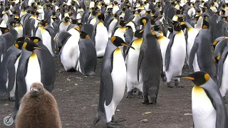 King Penguin Vocalizations -- Listen to the magical sounds of King Penguins