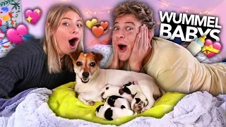 WUMMEL HAT BABYS BEKOMMEN ❤️  | Joey's Jungle