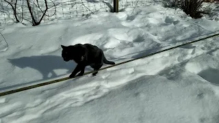 cat is practicing slackline