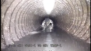 Gator in Storm Drain