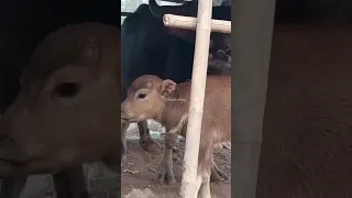Amazing cow meeting😍