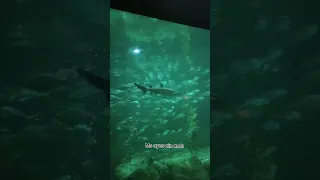 Shark mystique discovery hongkong ocean park