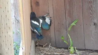 HELPING SAVE Their BABIES~MAGPIE Parents are FIERCE!