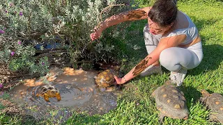 SAVING BABY ANIMALS FROM DROWNING! WILL THEY MAKE IT?!