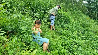 The girl's farm ducks died | Harvesting medicinal herbs | daily life | Lý Sùng