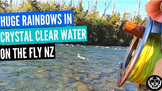 BIG NZ Rainbow Trout in CRYSTAL CLEAR River - Tongariro River NZ