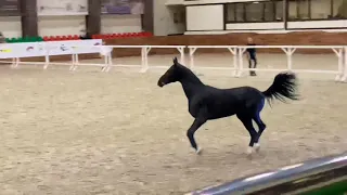 Akhalteke stallion Gradislav black