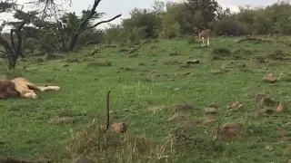 Two male lions fighting fiercely for the mating rights