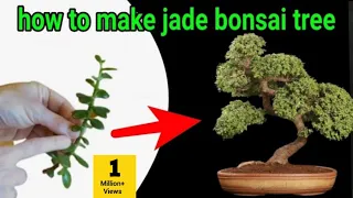 how to make Jade plant bonsai for cutting | jade bonsai |
jade bonsai tree
| jade plant bonsai