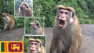 Monkeys Bomburu Ella Waterfall Sri Lanka