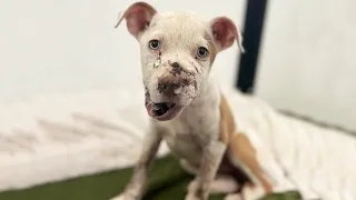 Innocent Puppy Used As A “Bait Dog” Healing from Life-threatening Wounds