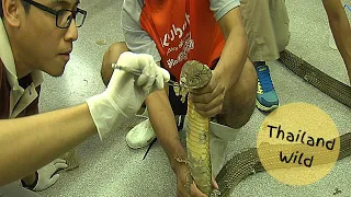 King Cobra Undressed and Unstitched at Bangkok Snake Farm, Thailand