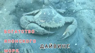 Богатства японского моря.  Дайвинг Владивосток. Дайвинг в приморье. 
        Подводный мир дайвинг