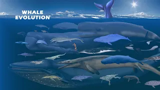 Whale Evolution, Whale Size Comparison, Living and Extinct, Prehistoric Whales