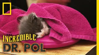 Helping a Sick Kitten | The Incredible Dr. Pol