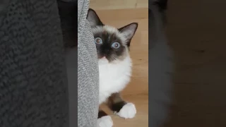 Smallita the Ragdoll Kitten in a Crazy (Loca) Mood behind Sofa