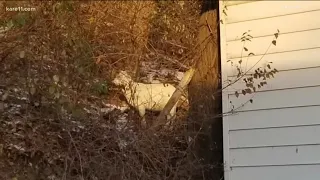 A goat is roaming around the streets of South St. Paul