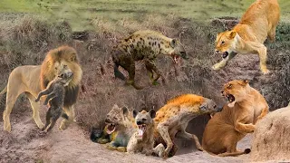 Surprise ! 20 Lionns Savage Destroy Mother Hyena and Newborn | Animals Attack 2022