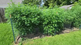 Outdoor Marijuana Grow- Michigan- August 2022