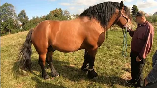 🆕ПОТУЖНИЙ ЖЕРЕБЕЦЬ ХАН🐎І ЙОГО ПОТОМСТВО