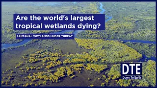 Is climate change killing Pantanal, the world's largest tropical wetlands?