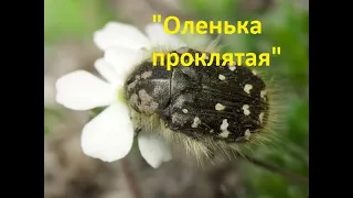 Аленка мохнатая. Как можно с ней бороться.