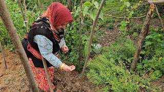 TOPRAKTAN HASATA FASULYEYİ OCAK OCAK DİKTİK 🐛🥰