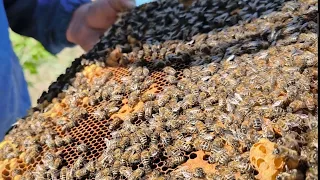 20 апреля делаем отводки.🐝🌞