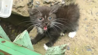 Little kitten is afraid of me