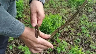 Весняне щеплення горіха грецького на меморіалі Слави (м. Рівне) Частина 2.