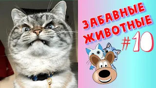 Смешные Животные / Приколы 2020 / Приколы Животные /Приколы с Животными / Лучшие Приколы #10