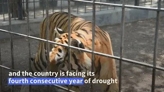 Baghdad zoo animals suffer as temperatures breach 50 degrees