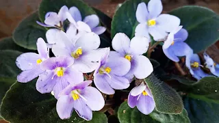 How to grow African Violets | Easy African Violet care tips || Urban Scape Bangalore