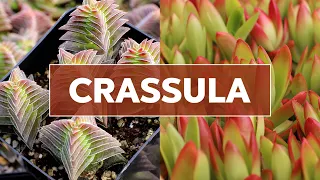 Crassula & Jade Plants - What makes these succulents awesome?!