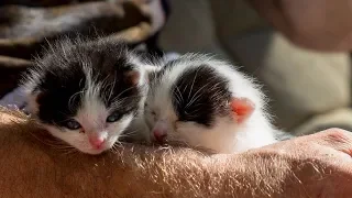 Смешные злые коты 2019 - Смешные кошки МатроскинТВ