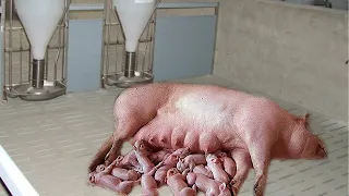 Little-known tip about how pigs give birth perfectly