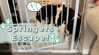 Smart Springer Spaniels Open TWO Gates!