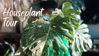 Houseplant Tour 2024 | Inside my NYC plant filled apartment
