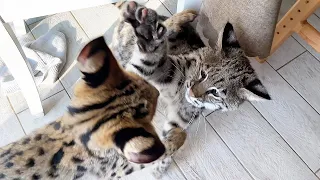 BOBCAT ROSE MEETS SERVAL MIA BY ALICE'S DECISION