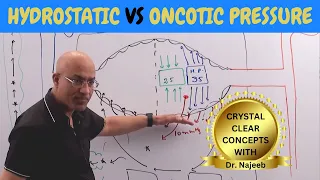 Hydrostatic vs Oncotic Pressure | Vascular Physiology🩺