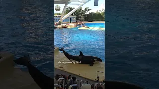 Orca Show in Loro Park (4) - #Shorts