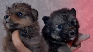 Newly Born Stray Pups Abandoned, Left for Dead on Street, Rescued by Workers Just in Time