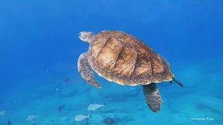 Scuba Diving in Canary Island, marine fauna guide