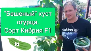 Сорт Кибрия F1 "Бешеный" куст огурца