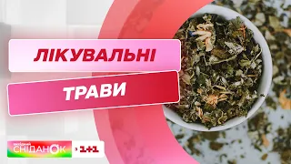 Лікарські трави від нежитю та лихоманки | Травник Вадим Жигун