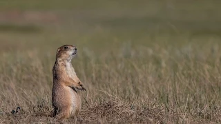 Ecosystem Essential: The Prairie Dog Town