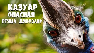 КАЗУАР — Агрессивная птица мясник ВЕСОМ 60 КГ. Самая опасная птица на планете! Интересные факты.