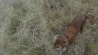 Spaniels Hunting Fur and Feather in New Zealand part 4