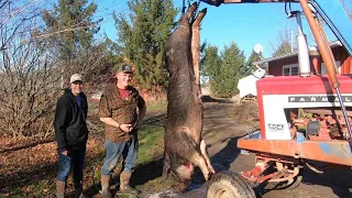 Processing a GIANT Pig